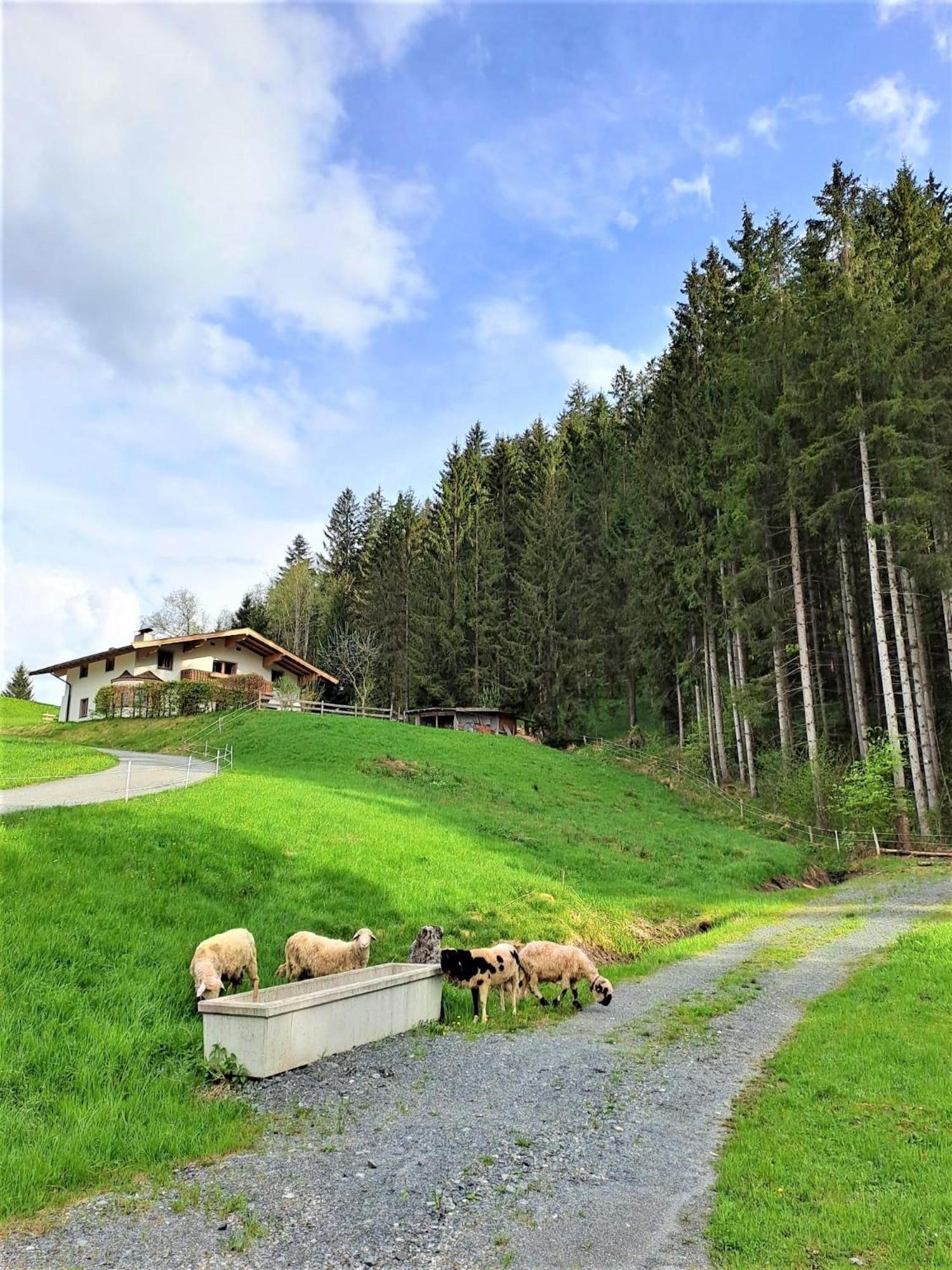 Ferienhaus Hansl Prama 外观 照片